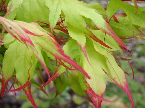 Tsuma Gaki Japanese Maple (ACER PA. TSUMA GAKI) - 3 gallon 18-24&quot;