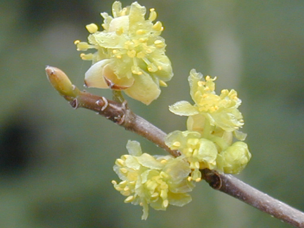 Spicebush (LINDERA BENZOIN) - 3 gallon 18&quot;