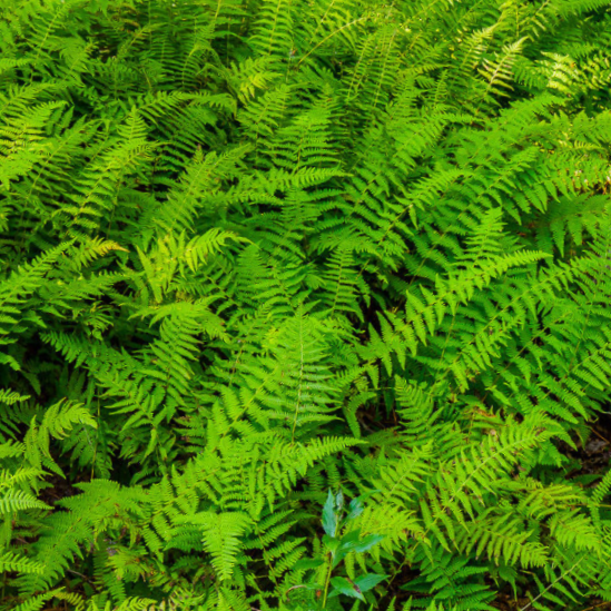 Hayscented Fern (FERN -HAYSCENTED) - 1 gallon