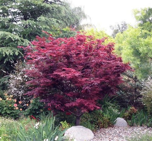 Red Leaf Japanese Maple (ACER PA. ATROPURPUREA) - 3 gallon 24-30&quot;