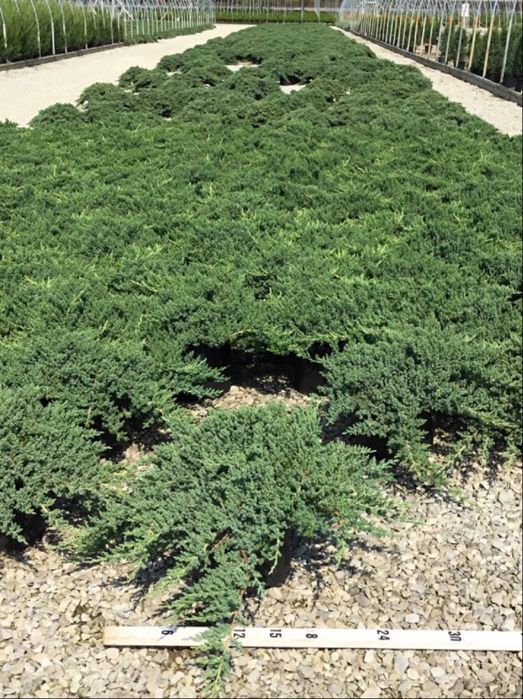 JUNIPER C. PROCUMBENS &