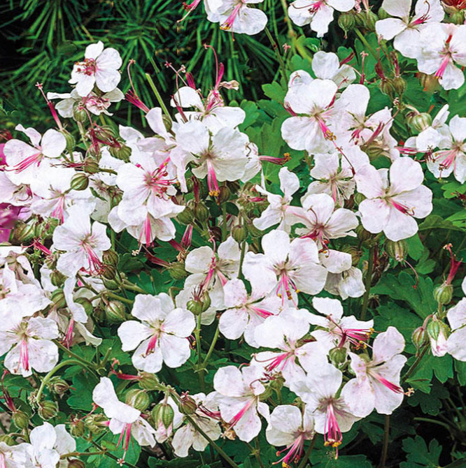 Biokovo Karmina Cranesbill (GERANIUM CINEREUM KARMINA) - 1 gallon