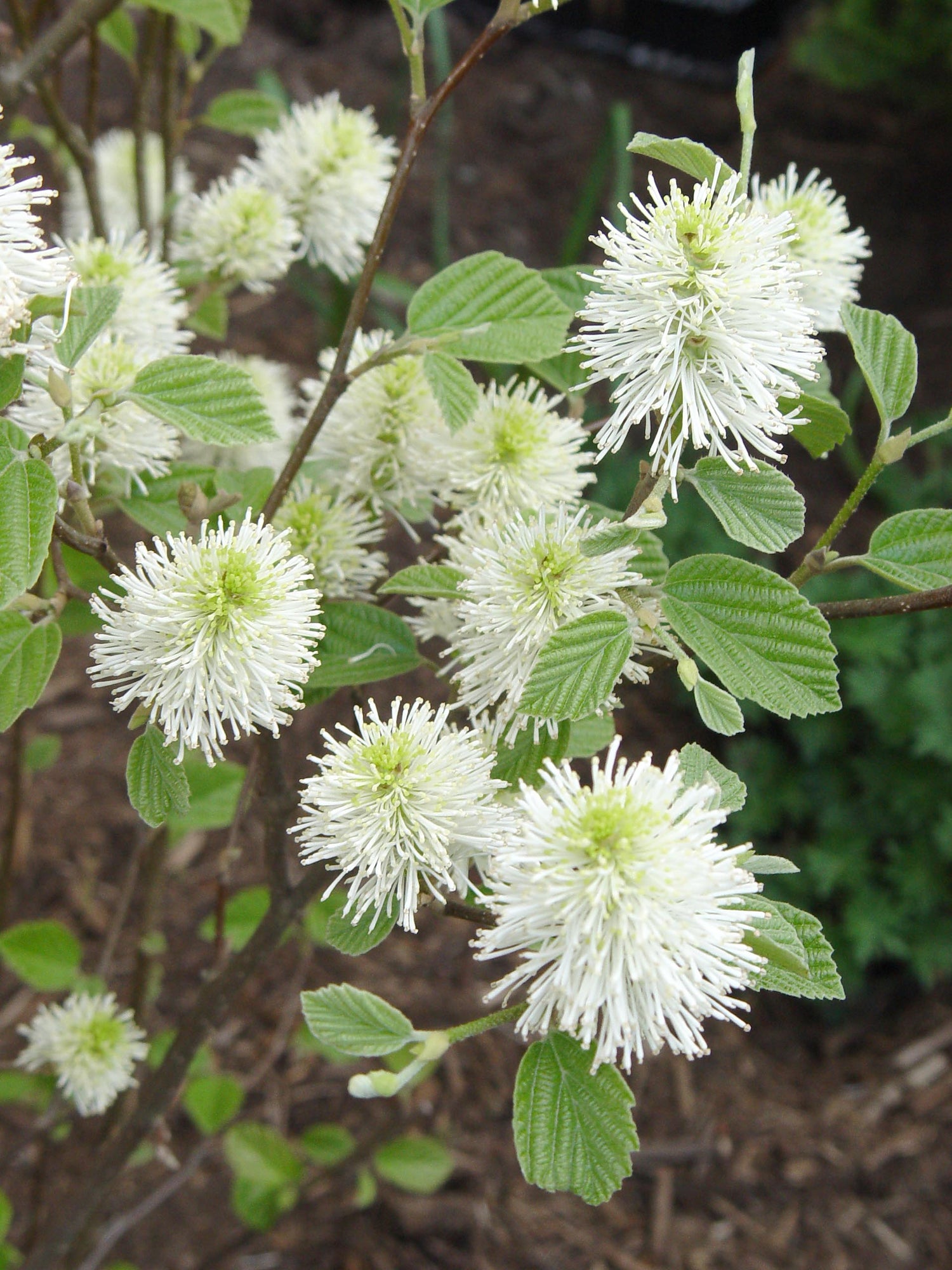 Mount Airy Dwarf Fothergilla (FOTHERGILLA MT. AIRY) - 3 gallon 12&quot;