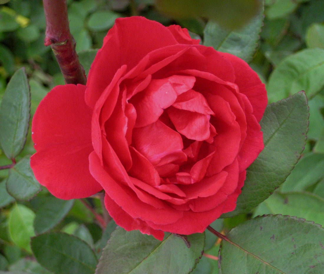 Blaze Climbing Rose (ROSE CL. BLAZE) - 2 gallon