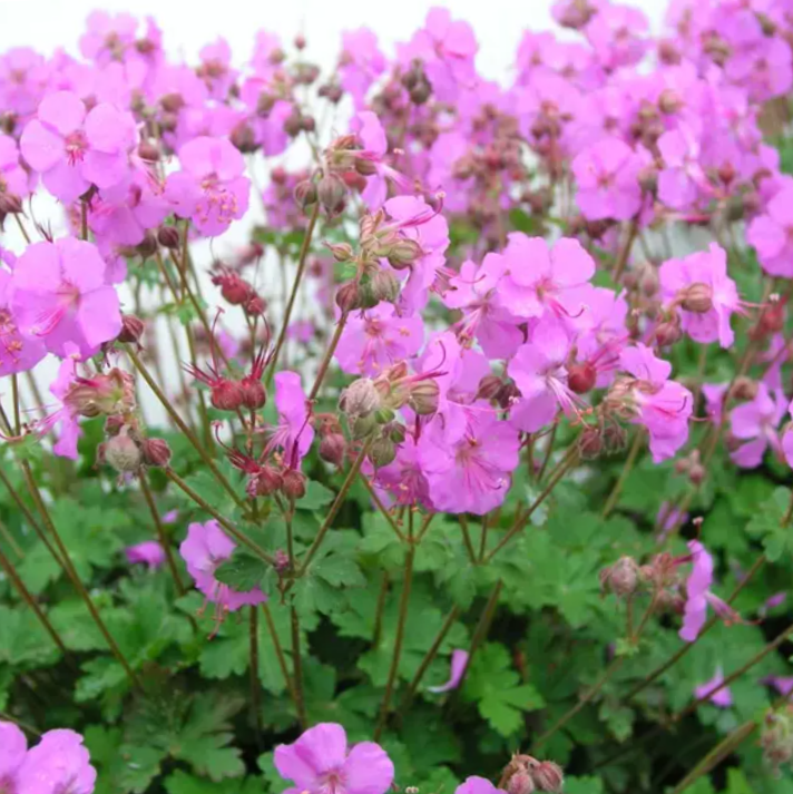 Biokovo Karmina Cranesbill (GERANIUM CINEREUM KARMINA) - 1 gallon