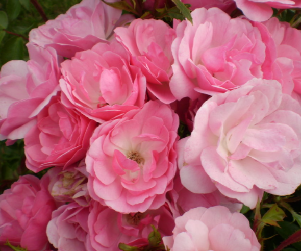 ROSE E.E. &