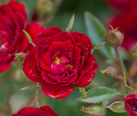 ROSE E.E. &
