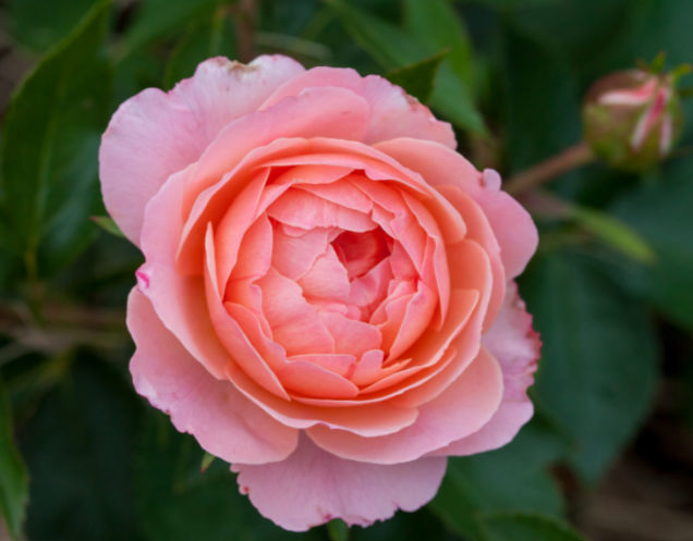 ROSE E.E. &
