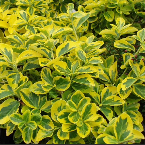 Emerald ‘n Gold Wintercreeper (EUONYMUS FOR. EMERALD N GOLD) - 2 gallon 10&quot;