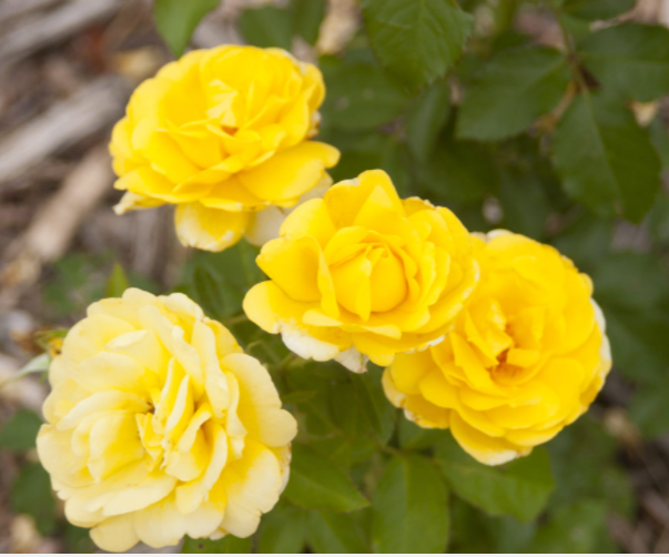 Rose Yellow Brick Road (ROSE E.E. YELLOW BRICK ROAD) - 2 gallon