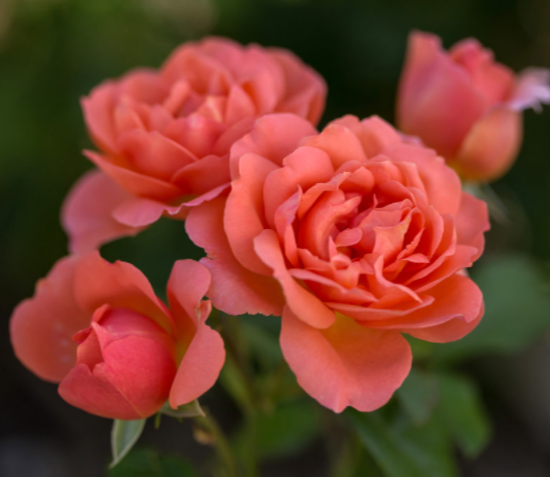 ROSE E.E. &
