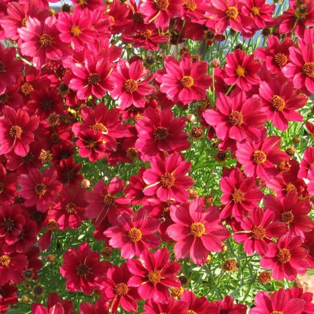 Red Satin Tickseed (COREOPSIS RED SATIN)