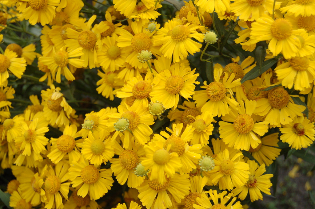 HELENIUM MARIACHI &
