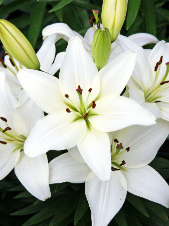 Tiny Crystal Asiatic Lily (LILIUM ASIATIC TINY CRYSTAL) - 1 gallon