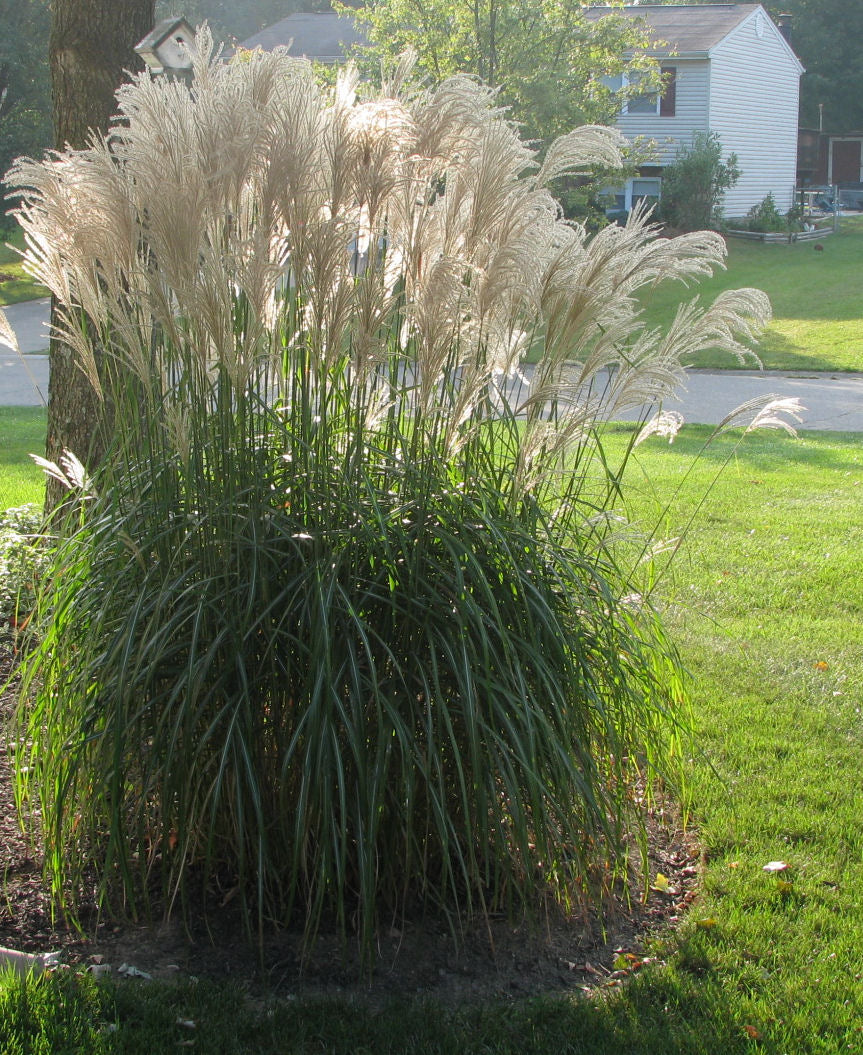 Gracillimus Maiden Grass (GRASS - M. S. GRACILLIMUS) - 2 gallon