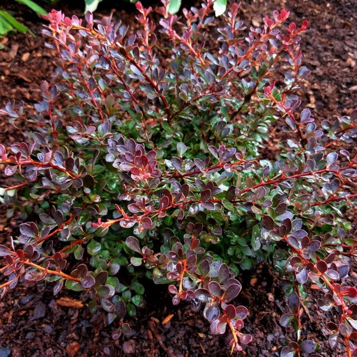 WorryFree® Crimson Cutie® Barberry (BERBERIS THUN. CRIMSON CUTIE)