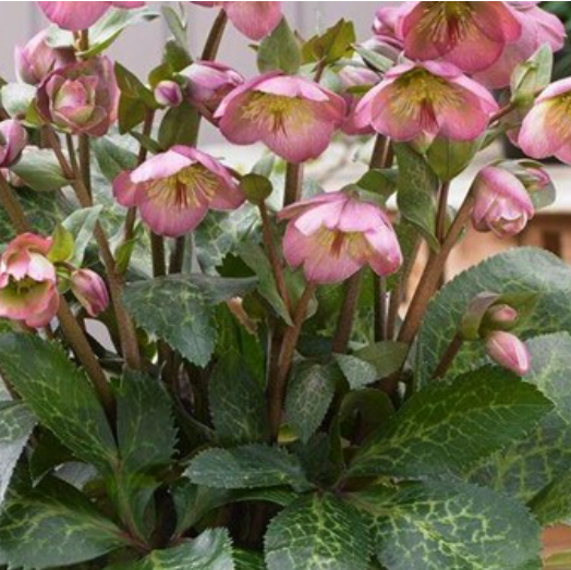 Frostkiss® Dorothy’s Dawn Lenten Rose (HELLEBORUS FROSTKISS DOROTHYS DAWN) - 1 gallon