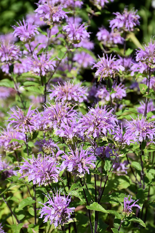Blue Stocking Bee Balm (MONARDA D. BLUE STOCKING) - 1 gallon