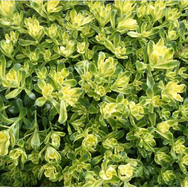 Sweet n Sour Stonecrop (SEDUM SWEET N SOUR) - 1 gallon