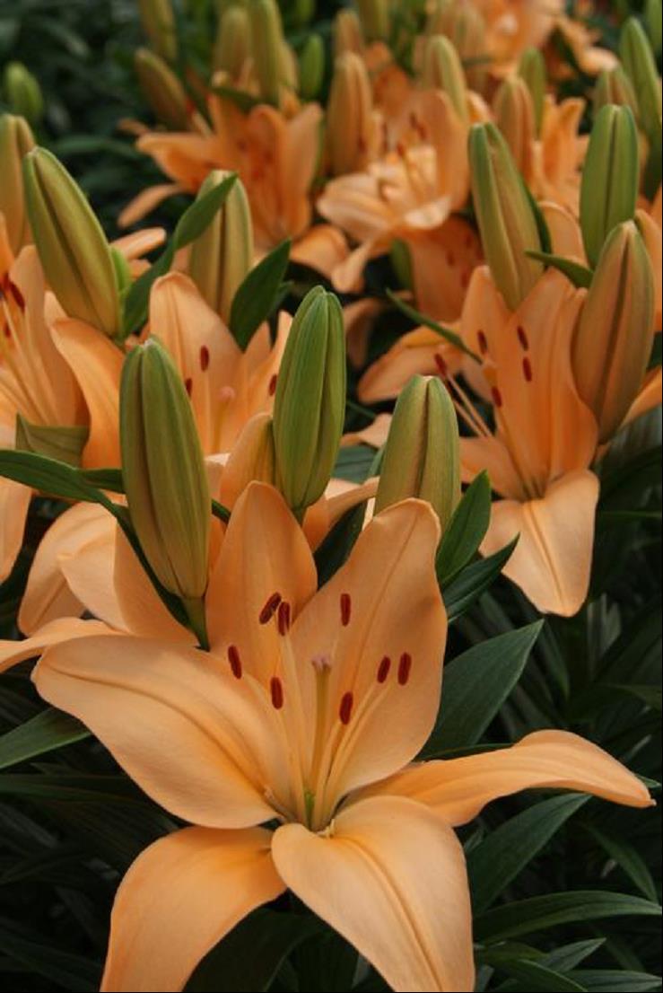 Tiny Moon Asiatic Lily (LILIUM ASIATIC TINY MOON) - 1 gallon