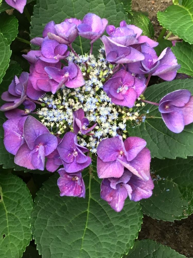 HYDRANGEA M. &