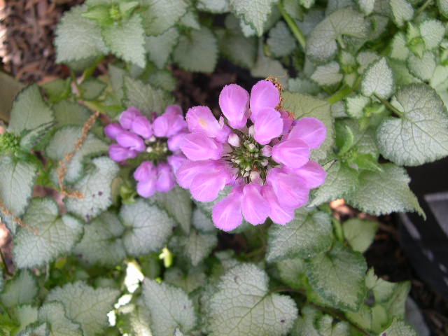 LAMIUM M. &