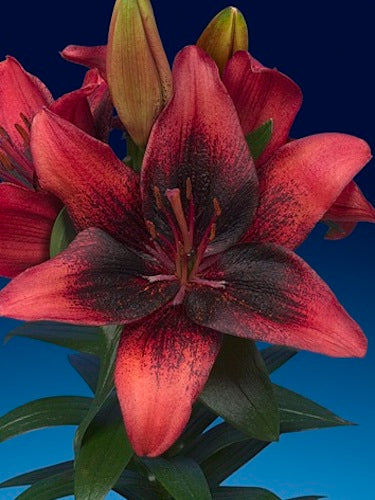 Tiny Shadow Asiatic Lily (LILIUM ASIATIC TINY SHADOW) - 1 gallon