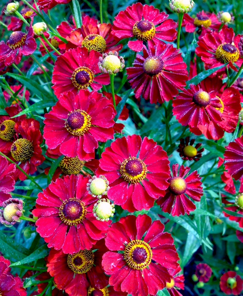 Siesta Sneeze Weed (HELENIUM MARIACHI SIESTA) - 1 gallon