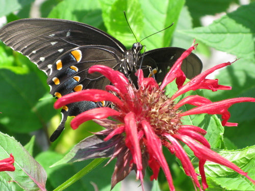 Jacob Cline Bee Balm (MONARDA JACOB CLINE) - 1 gallon