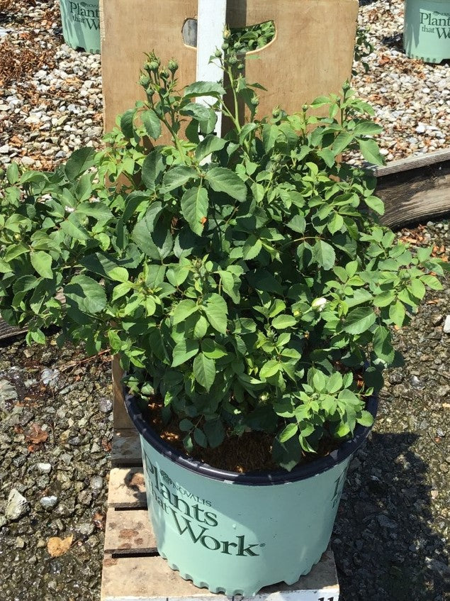 Whipped Cream™ Floribunda Rose (ROSE WHIPPED CREAM) - 3 gallon