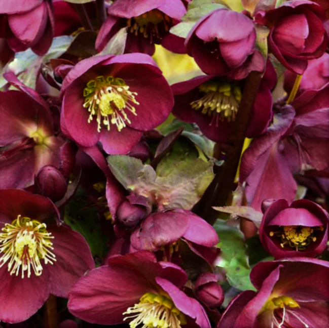 Frostkiss® Anna’s Red Lenten Rose (HELLEBORUS FROSTKISS ANNAS RED) - 1 gallon