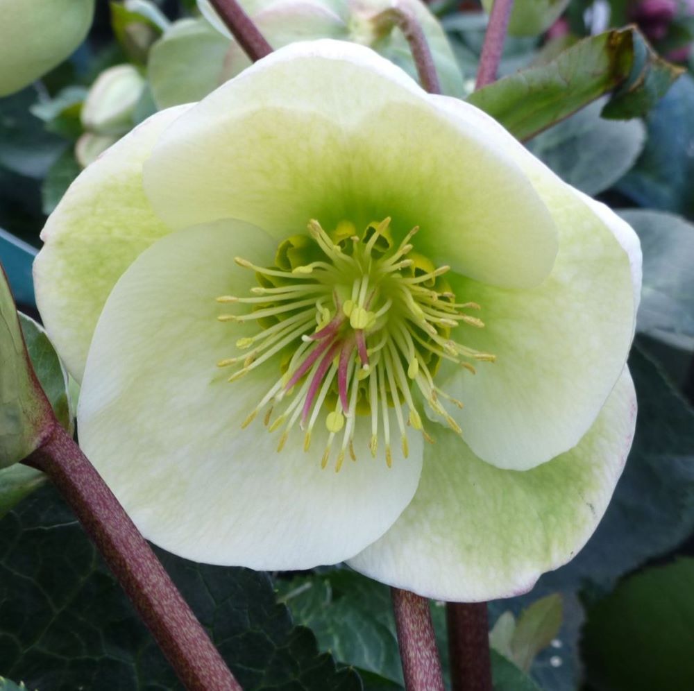 Moondance Lenten Rose (HELLEBORUS FROSTKISS MOONDANCE) - 1 gallon
