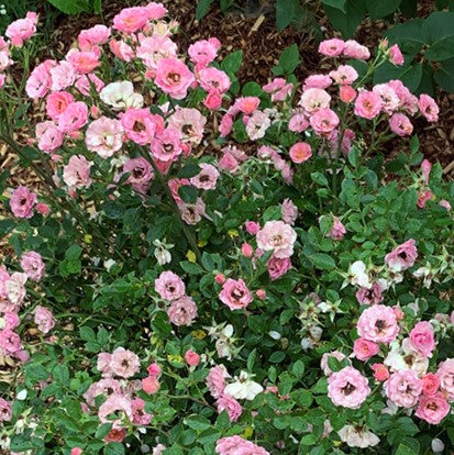 Oso Easy Petit Pink® Landscape Rose (Rose &