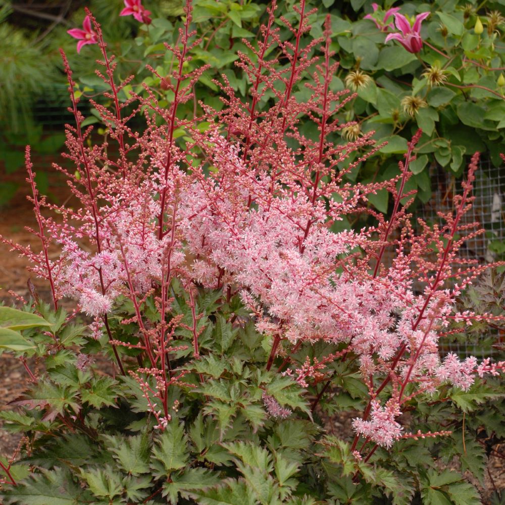 Delft Lace Astilbe (ASTILBE DELFT LACE) - 1 gallon