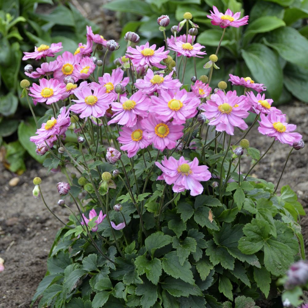Curtain Call Pink Japanese Anemone (ANEMONE CURTAIN CALL PINK) - 1 gallon