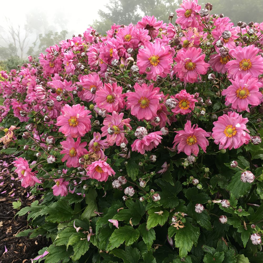 Fall In Love™ Japanese Anemone (ANEMONE FALL IN LOVE SWEETLY) - 1 gallon