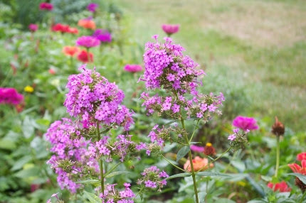 Jeana Garden Phlox (PHLOX PAN. JEANA) - 1 gallon