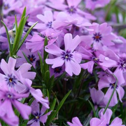 Purple Beauty Creeping Phlox (PHLOX SUB. PURPLE BEAUTY) - 1 gallon