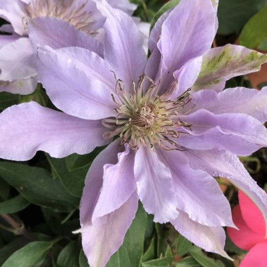 Filigree™ Clematis  (CLEMATIS FILIGREE  TRAILING) - DECO POT