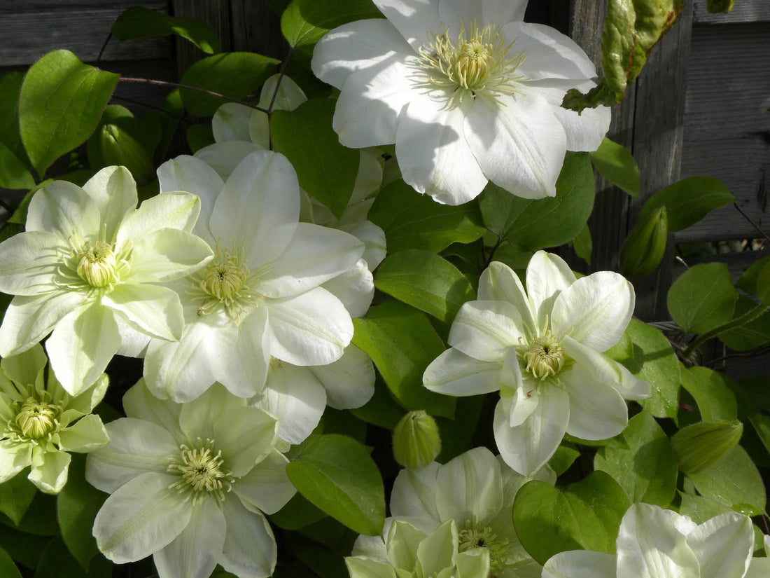 Guernsey Cream Clematis (CLEMATIS GUERNSEY CREAM) - 1 gallon