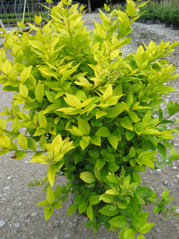 Golden Vicary Privet (LIGUSTRUM X VICARYI) - 3 gallon 15&quot;