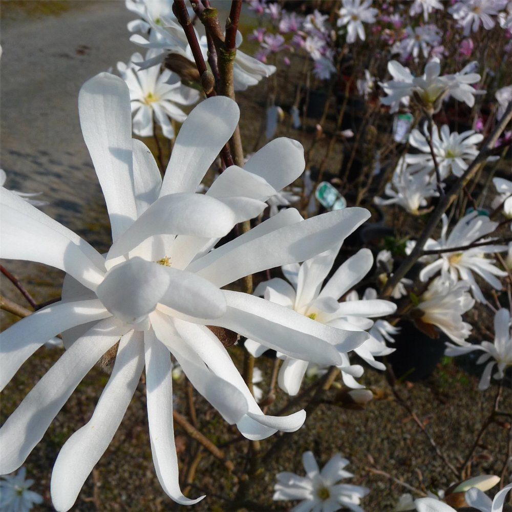 Royal Star Magnolia (MAGNOLIA S. ROYAL STAR) - 3 gallon 24-30&quot;