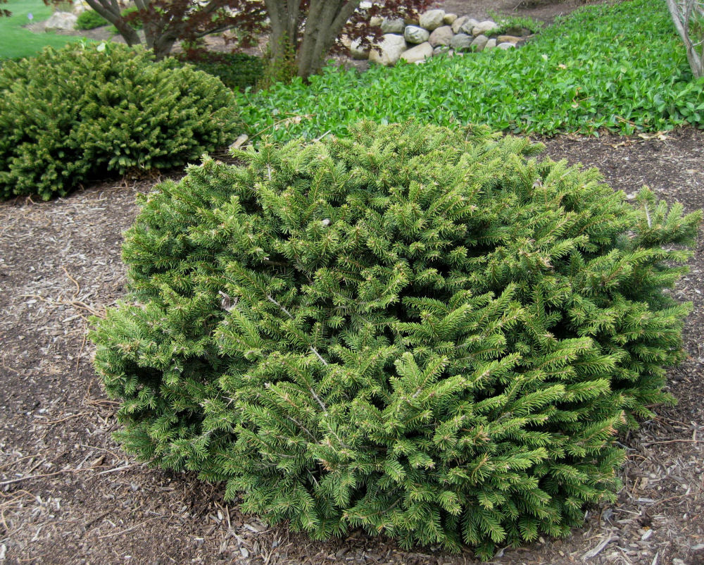 Dwarf Norway Spruce (PICEA ABIES PUMILA) - 3 gallon 12&quot;