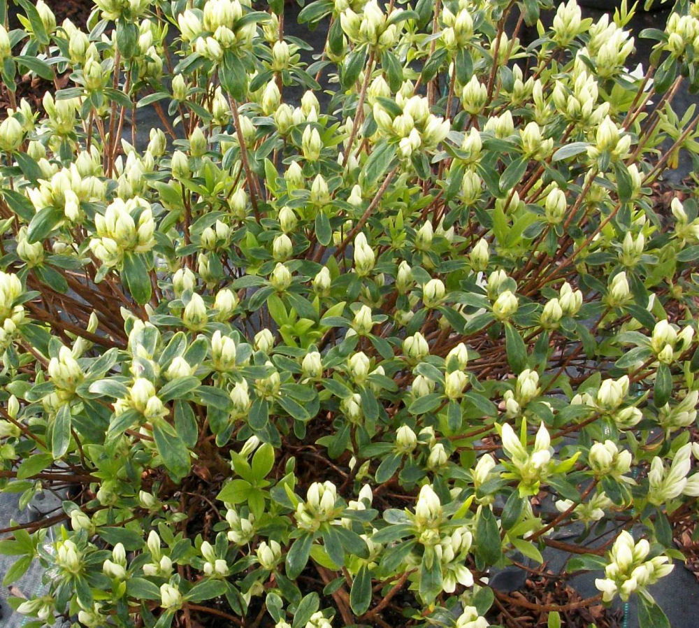 Cascade Azalea (AZALEA CASCADE)