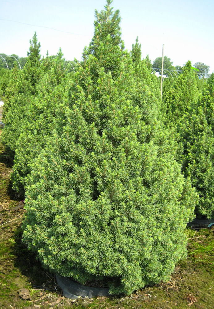 Dwarf Alberta Spruce (PICEA GLAUCA CONICA) - 2 gallon 15&quot;