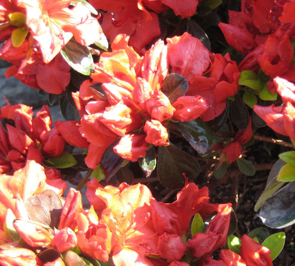 Girard’s Crimson Azalea (AZALEA GIRARDS CRIMSON) - 3 gallon 15&quot;