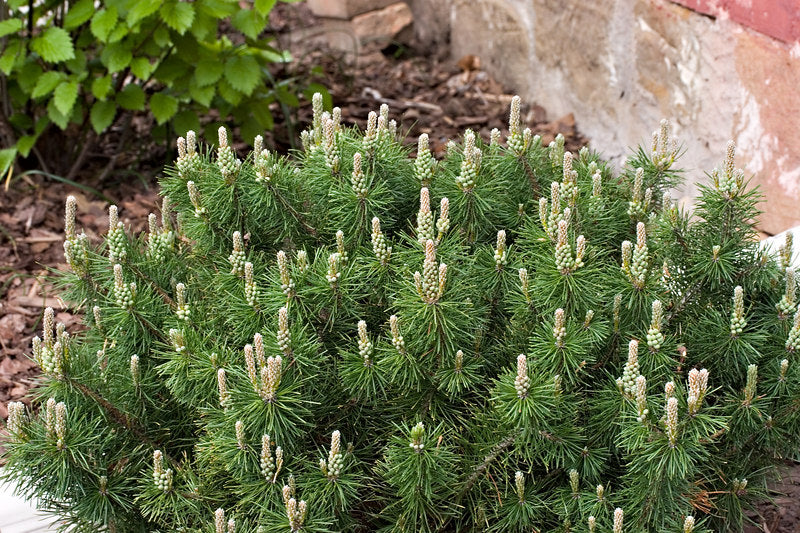 Enci Mugo Pine (PINUS MUGO ENCI) - 3 gallon 12&quot;