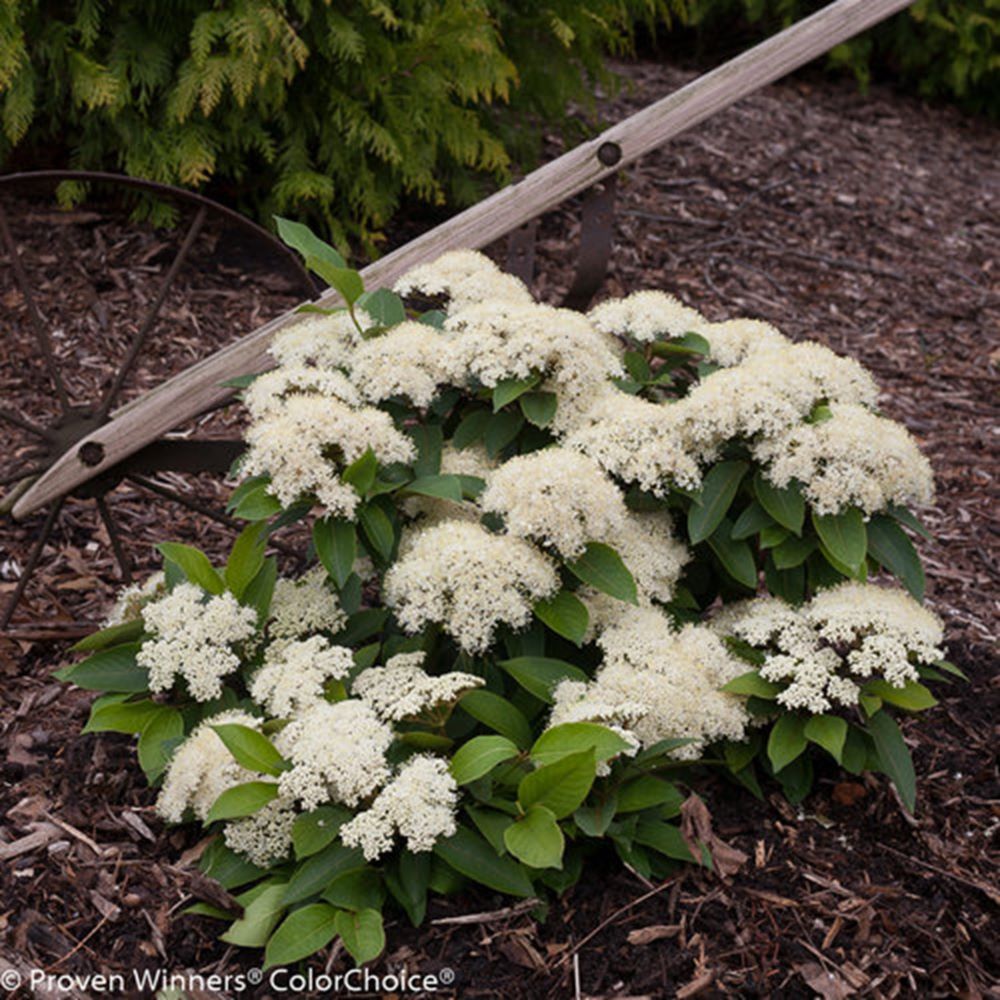 Color Choice® Lil’ Ditty® Witherod Viburnum (Viburnum cassinoides ‘SMNVCDD’) - 3 gallon 12&quot;