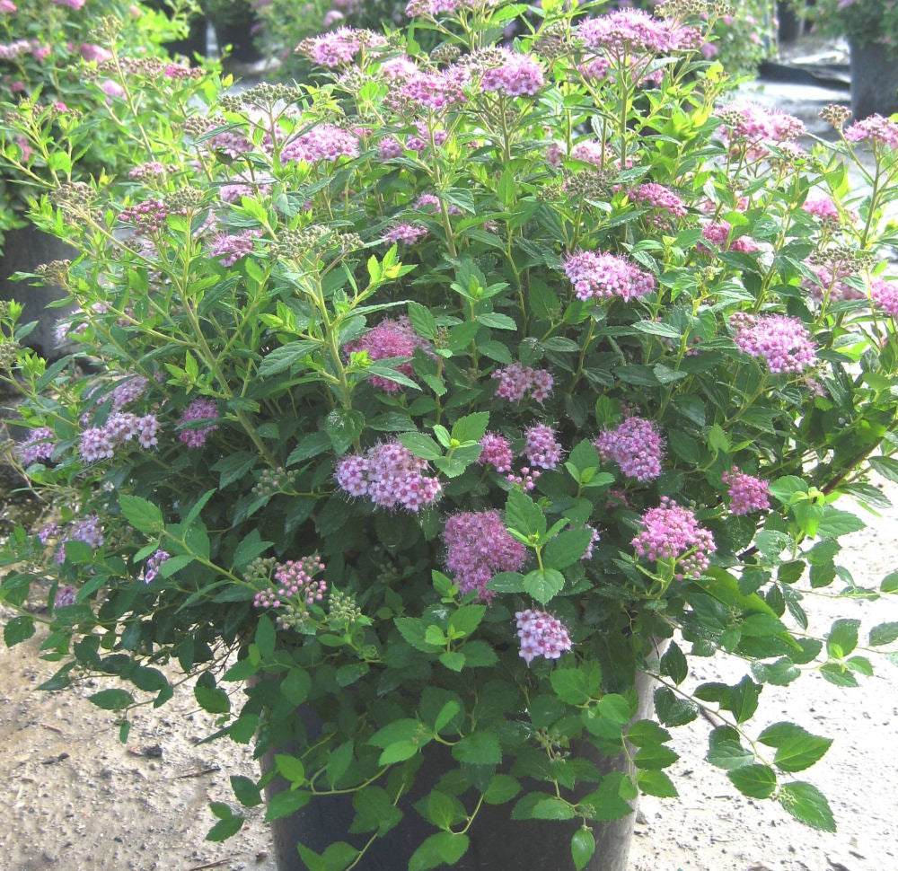 Little Princess Spiraea (SPIRAEA JAP. LITTLE PRINCESS) - 3 gallon 12&quot;