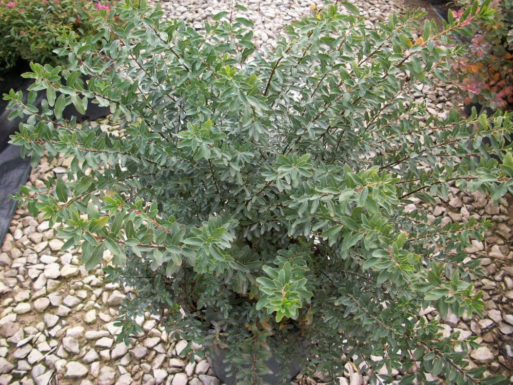 Snowmound Spiraea (SPIRAEA NIPPONICA SNOWMOUND) - 3 gallon 15&quot;